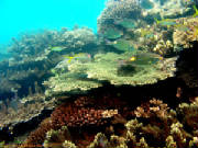 corail poisson.jpg